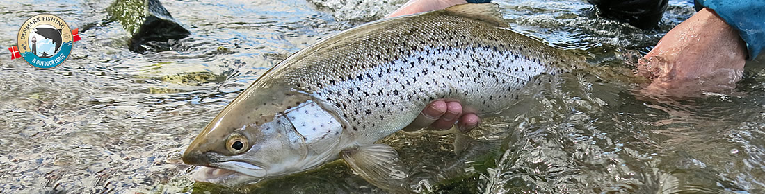 Sea trout fishing - Denmark Fishing Outdoor Lodge - vacation, seatrout,  fishing, outdoor, events, food, Fyn island