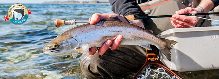 sea trout fishing on fyn guiding