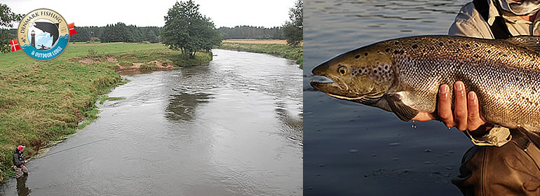 Fish or Cut Bait -  Denmark